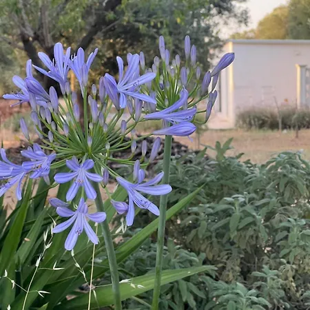 Lamia Fulmine Carovigno