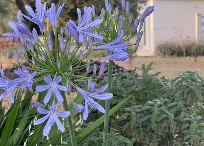 Lamia Fulmine Carovigno